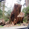 Spring In BC Stanley Park